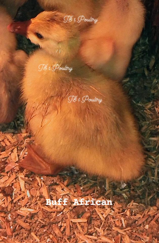 Preview of the first image of Pure Breed Goslings -Buff African & Buff Dewlap Toulouse.