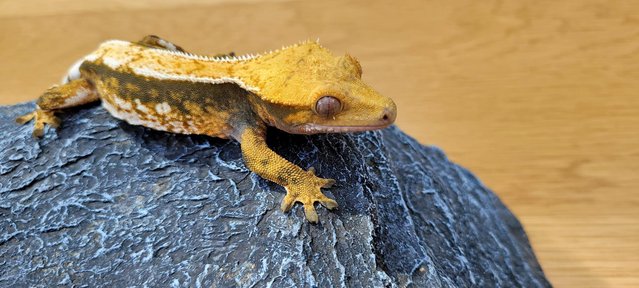 Image 3 of Beautiful Neon Orange Crested Gecko