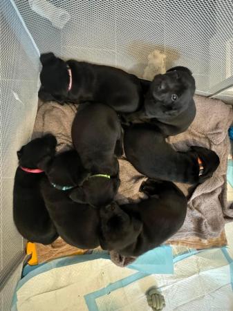 Image 5 of Black Labrador Puppies, 2 Bitches 5 Boys Only 3 left