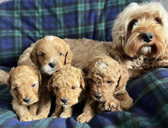Image 7 of Stunning health tested F1b cavapoo puppies