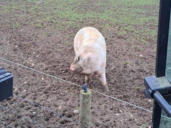 Image 3 of Pedigree Welsh white boar ready for work