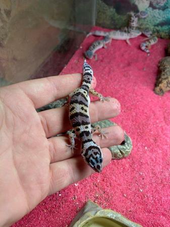 Image 3 of Montanus leopard gecko £70 Each