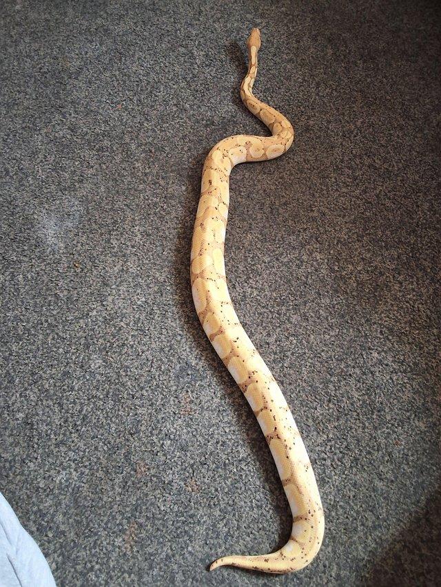 A male banana bull python — photo 3 of 4
