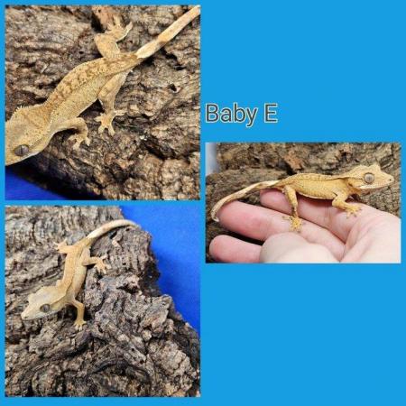 Image 4 of stunning baby crested geckos looking for forever homes
