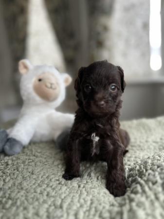 Image 4 of Looking for my forever home 2 shihpoo puppies