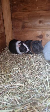 Image 1 of Two 9 week old guinea pigs