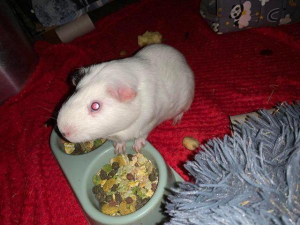 Image 5 of (Still for sale)Male guinea pig (3 years old) for rehoming