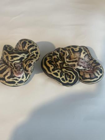 Image 3 of Leopard spotnose pastel Het Clown ball pythons hatchlings