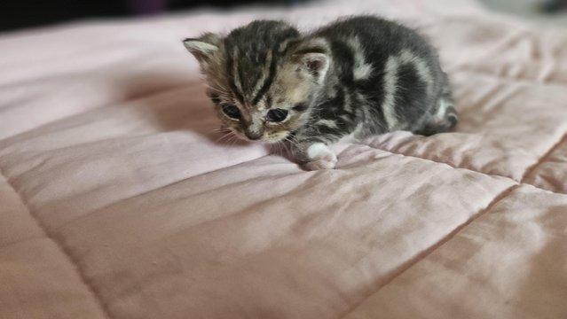 Image 12 of Stunning British Shorthair Kittens