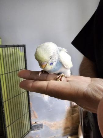 Image 4 of budgies for sale, breeding couples, babies