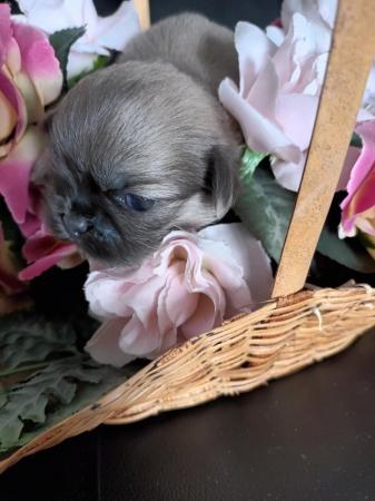 Image 1 of Miniature  lavender blue shih tzu puppies