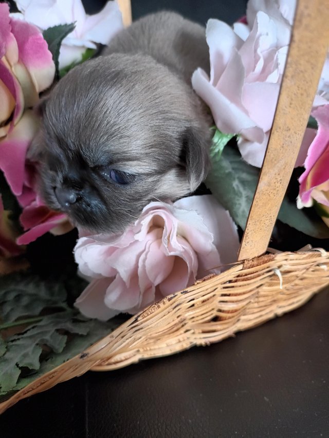 Preview of the first image of Miniature  lavender blue shih tzu puppies.