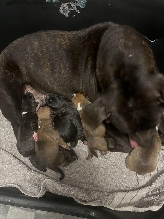Preview of the first image of 7 beautiful Staffordshire bull terrier puppies.