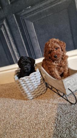 Image 5 of Super Tiny Pedigree Toy Poodles Puppies