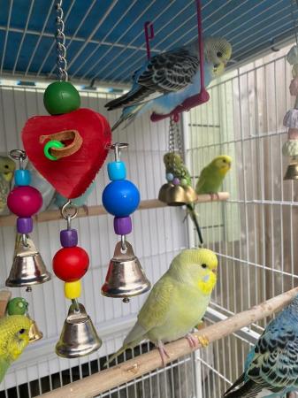 Image 7 of 3 month old baby budgies, all colours £25