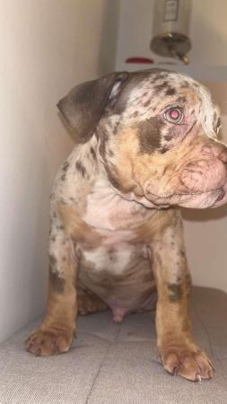 Image 4 of Pocket bully male merl  for sale