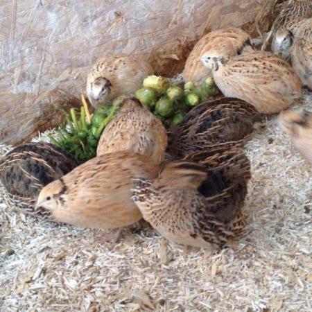 Image 1 of GOLDEN JUMBO QUAIL FOR SALE ( point of lay females)