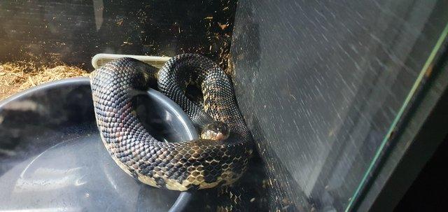 Preview of the first image of Adult male Giant Hognose Snake.