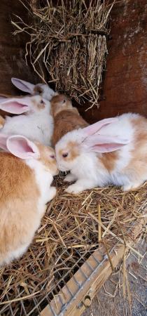 Image 3 of 10 week old baby rabbits