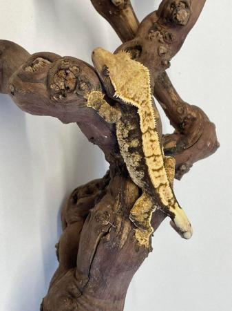 Image 5 of Female crested geckos 45-30grams