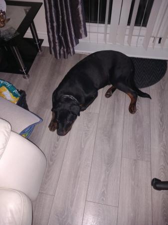 Image 2 of 8 month old rottweiler pup for sale