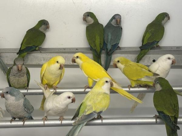 Image 2 of Various Quaker parakeets available