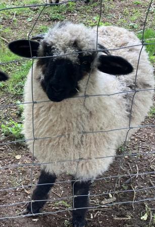 Image 1 of 3/4 Valais Blacknose wether for sale