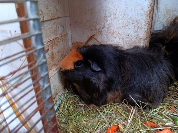 Image 4 of Guinea pig boys for sale