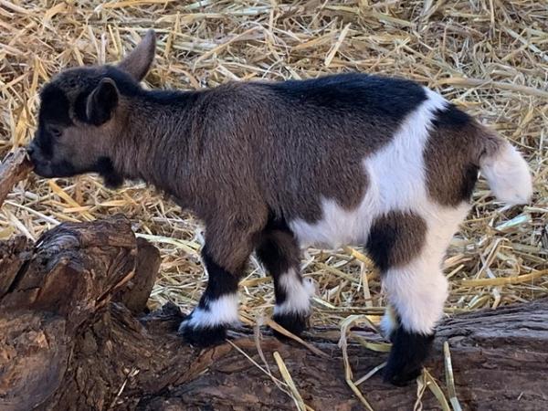 Image 6 of Pygmy Goat nannies withkids for sale from health tested herd