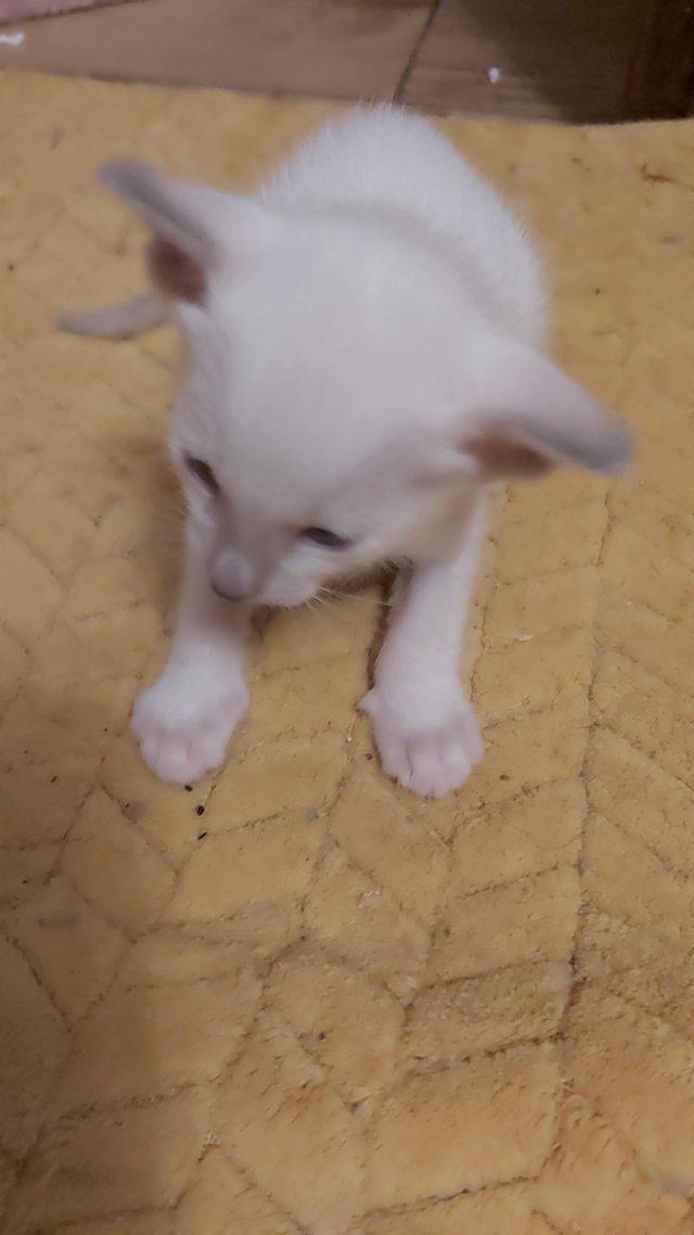 Preview of the first image of Full Pedigree Oriental 4 Kittens XL size ears.