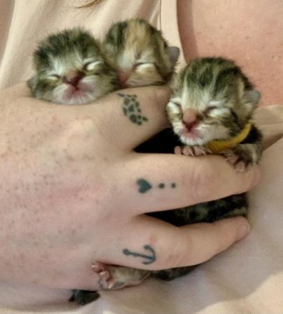 Image 10 of Beatifully Marked Tabby Kittens