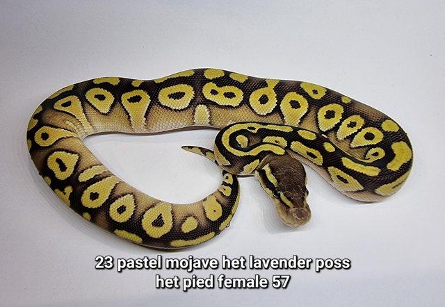 Image 6 of Royal Ball Pythons - Multiple available