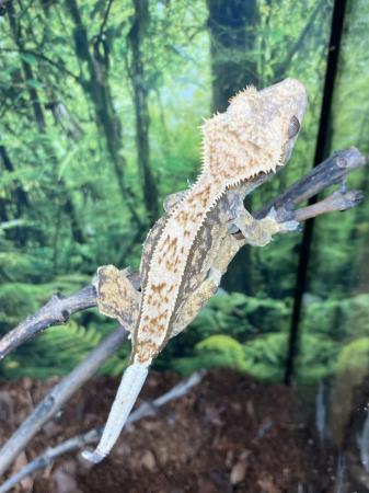 Image 1 of *ON HOLD* Unsexed juvenile extreme harlequin crested gecko