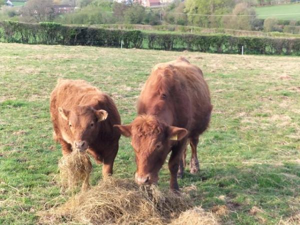 Image 1 of Dexter cow with steer calf at foot