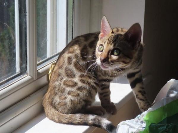 Image 8 of TICA Bombproof Family Bengal Kittens Ready Now