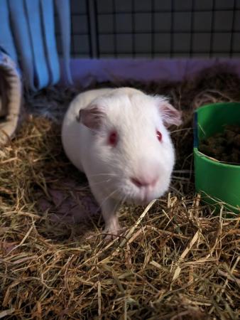 Image 1 of 8 month old male albino guinea pig