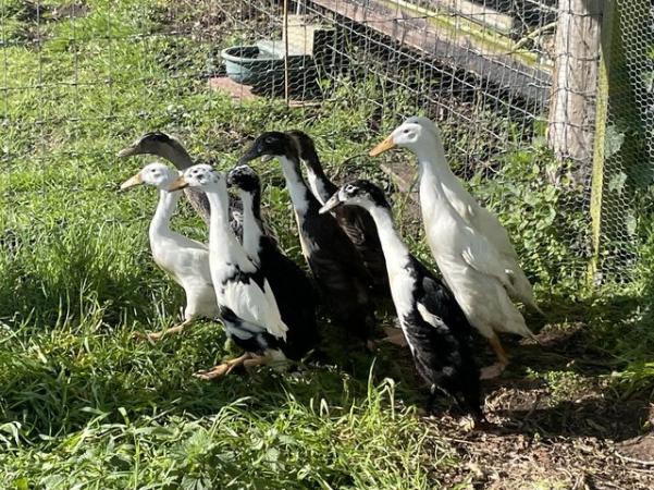 Image 2 of Indian Runner Ducks - ready now.