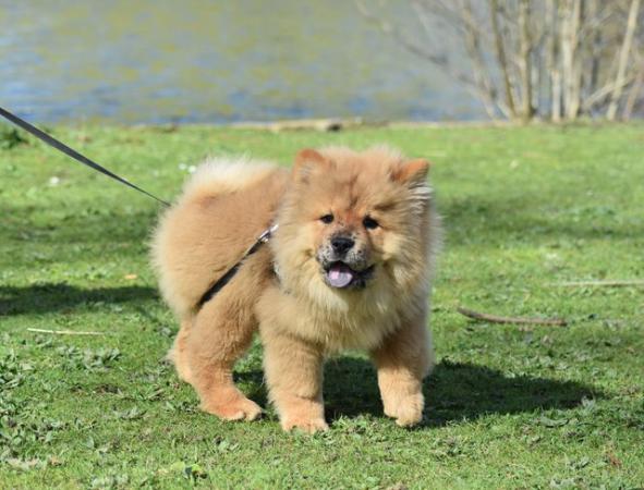 Image 3 of Chow chow Boy - RARE Red Merle