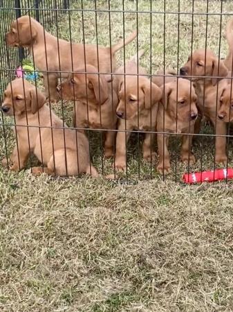 Image 1 of Stunning litter of KC Reg Fox Red Labs Ready Now