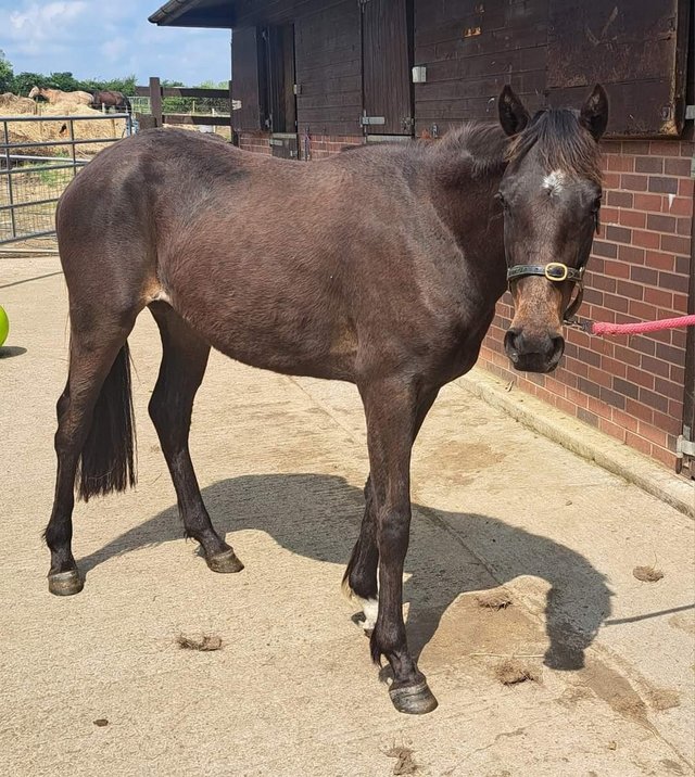 Preview of the first image of Lovely Connemara x Tb Filly 3yrs.