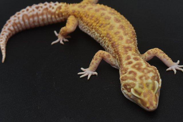 Image 12 of 1.4 Bold Bell Albino leopard Gecko group
