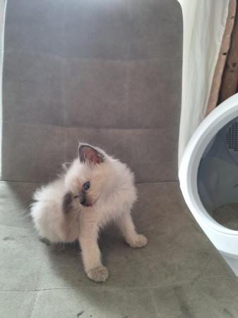 Image 7 of Blue/lilac point male ragdoll ready now