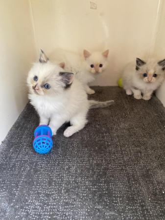 Image 2 of Ragdoll kittens ready now