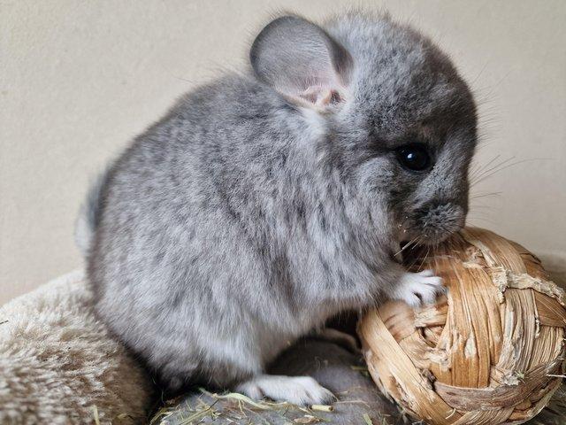 Preview of the first image of Beautiful female baby Royal Persian Angora chinchilla.