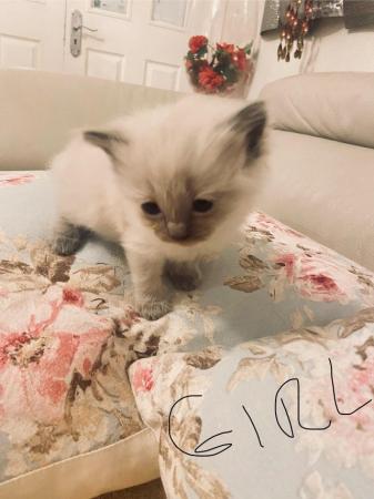 Image 10 of Pure ragdoll kitten blue point boy and girl left