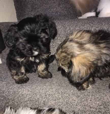 Image 10 of 2 beautiful male shih tzu left £500 ready now 9 week old