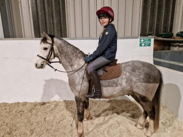 Image 2 of Attractive Welsh sec B gelding 5yo, WHP, Showjumping , PC.