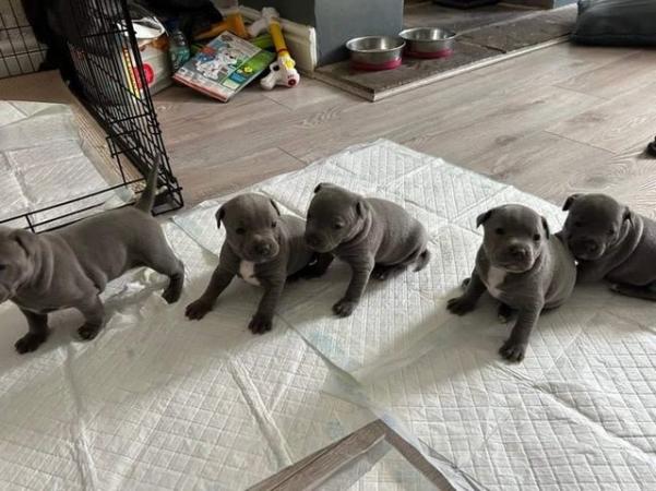 Image 4 of Beautiful Blue Staffordshire Bull Bitches for sale