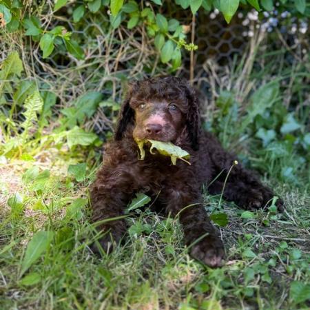 Image 8 of Gorgeous Brown Parti Standard Poodle Puppies Ready Now
