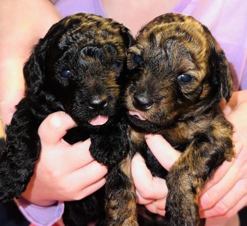 Poodle puppies for sale in Leeds, West Yorkshire – 1 year old - Image 3 of 8